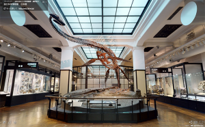 日本国内で初めて発見された首長竜フタバスズキリュウの化石